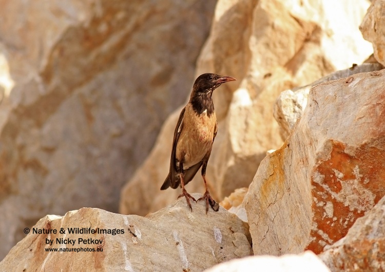 WildLife Photos of Birds, Crows, Starlings & others, Rose-colored Starling, Sturnus roseus